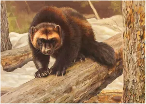 Kalon Baughan Wolverine, Artists Field Guide to Greater Yellowstone