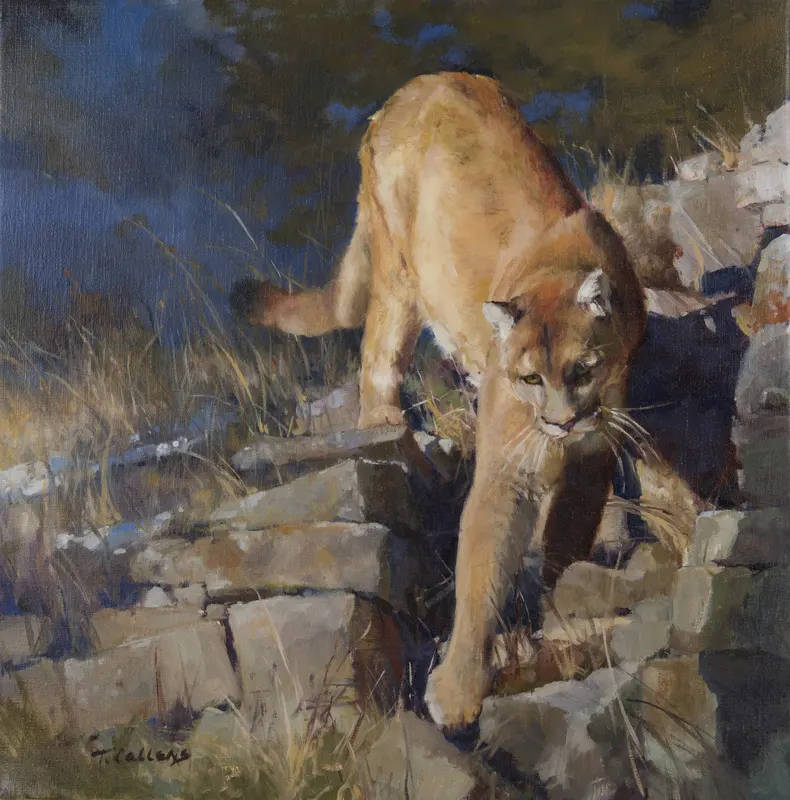 Tamara Callens Mountain Lion, Artists Field Guide to Greater Yellowstone