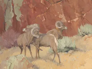 Laney Hicks Bighorn Sheep, Artists Field Guide to Greater Yellowstone